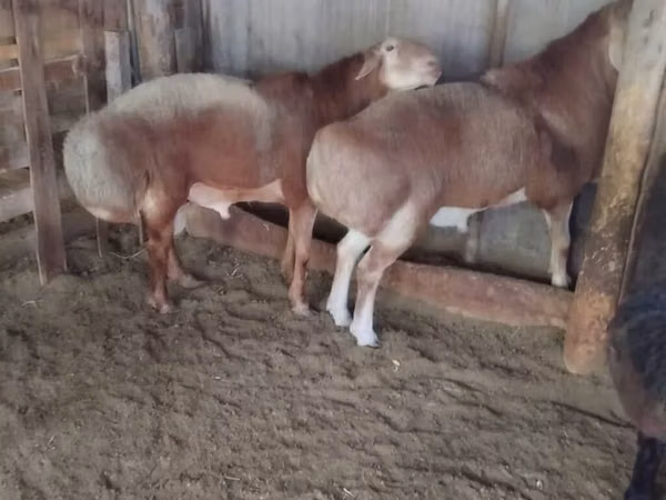 Widder, Arashan sheep
