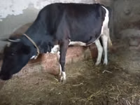Vaca, Russian Black pied cattle — foto 3