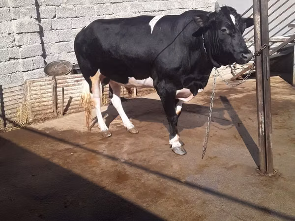 公牛, Holstein breed — 乌兹别克斯坦