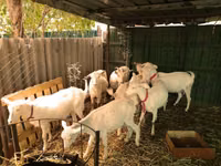 Cabras (lote, sexo no especificado), Pomellata goat — foto 4