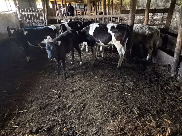 Toro, Ganado vacuno