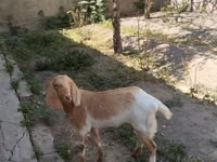 Ziege, Beetal goats — Foto 1
