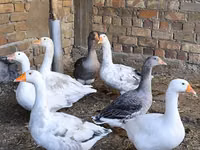 Geese — الصورة 2