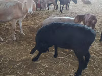 Widder, Arashan sheep — Foto 5