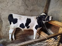 Bull, Russian Black pied cattle — photo 5