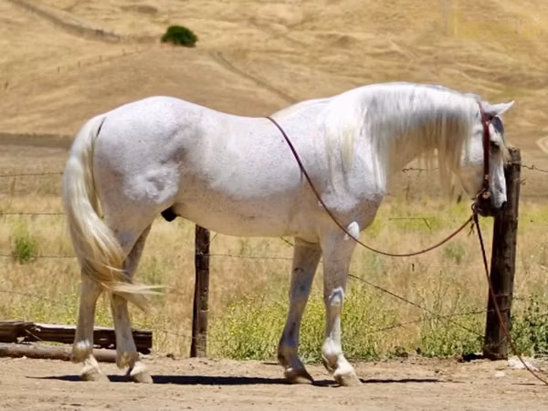 Hengst, Quarter Horse