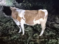 Kuh, Simmental cattle — Foto 4