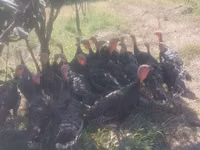 Turkeys — Foto 1