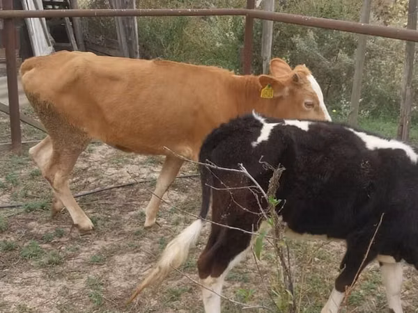 Kuh, Simmental cattle
