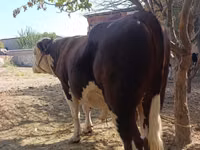 Bulle, Simmental cattle — Foto 2