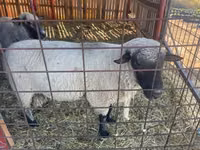 Қошқар, Shroshire sheep — 1-сурет