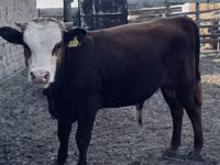 Bulle, Kasachische Weißkopfkuh — Foto 1