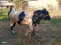 Bull, Cattle — photo 1