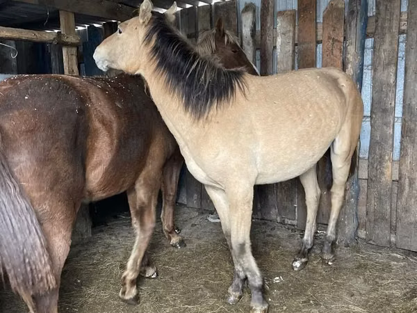 Hengst, Horse breed