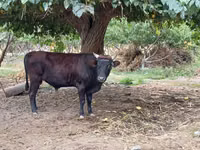 公牛, Cattle — 照片 1