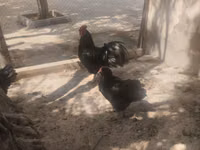 Australorp — Foto 1