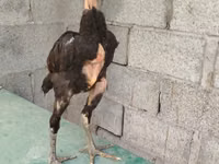 Chickens — 2-сурет