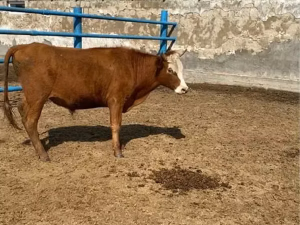 公牛, Kazakh White-headed cow — 哈萨克斯坦