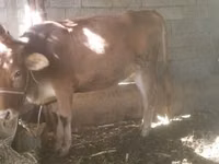 Sigir, Qoramol — 4-rasm