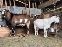 Cabro, Alpine goat — foto 3