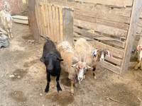 Cabra, Cabras — foto 1