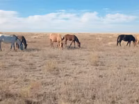 公马, Horses — 照片 2