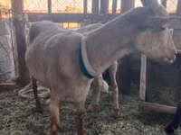 母山羊, Alpine goat — 照片 2