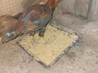 Chickens — 3-rasm