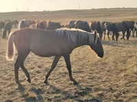 Stute, Kazakh horse — Foto 6