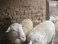 Widder, Dorper sheep — Foto 3