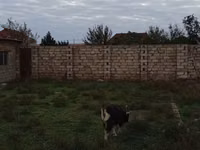 बकरा, Alpine goat — फ़ोटो 3