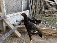 Chickens — الصورة 1