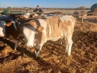 गाय, हंगेरियन ग्रे नस्ल — फ़ोटो 6
