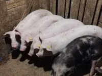 Säue, Schweine — Foto 2