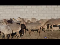Schaf, Arashan sheep — Foto 6