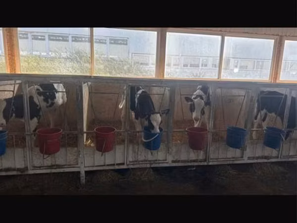 Bull, Holstein breed