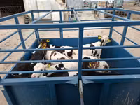गाय, गोलस्टीन नस्ल — फ़ोटो 1