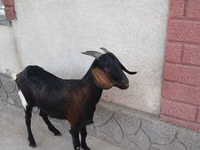 Ziege, Nubian Goat — Foto 2