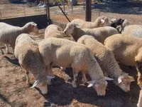 Widder, Ile-de-France sheep — Foto 1