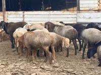 Qoʻchqor, Rhon sheep — 7-rasm