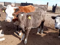 Bulle, Simmental cattle — Foto 2