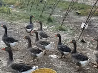 Geese — Foto 2