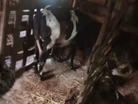 母牛, Russian Black pied cattle — 照片 2