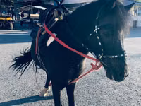 Hengst, Shetland Pony — Foto 6