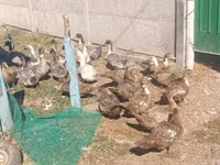 Hausente — Foto 3