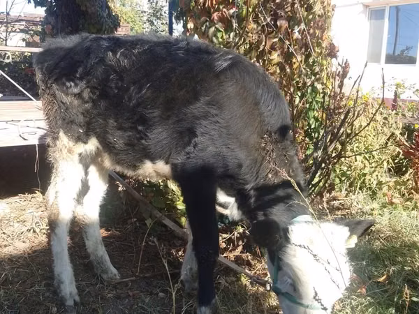 Сиыр, Swiss cattle — Қазақстан