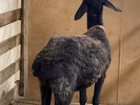 Ram, Arashan sheep — photo 3