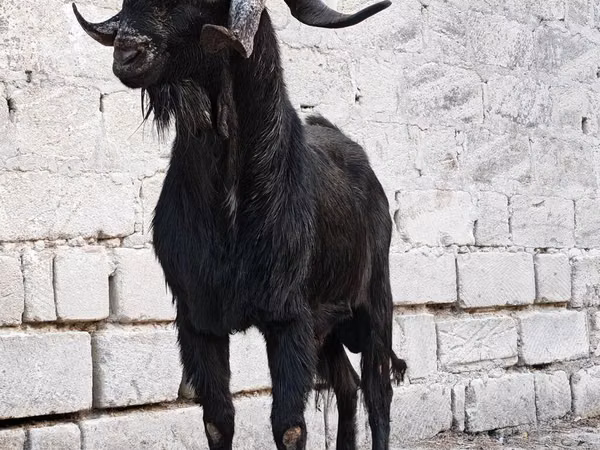 Ziegenbock, Anatolian Black goats