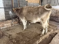Vaca, Raza Holstein — foto 4