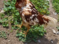 Chickens — 2-rasm